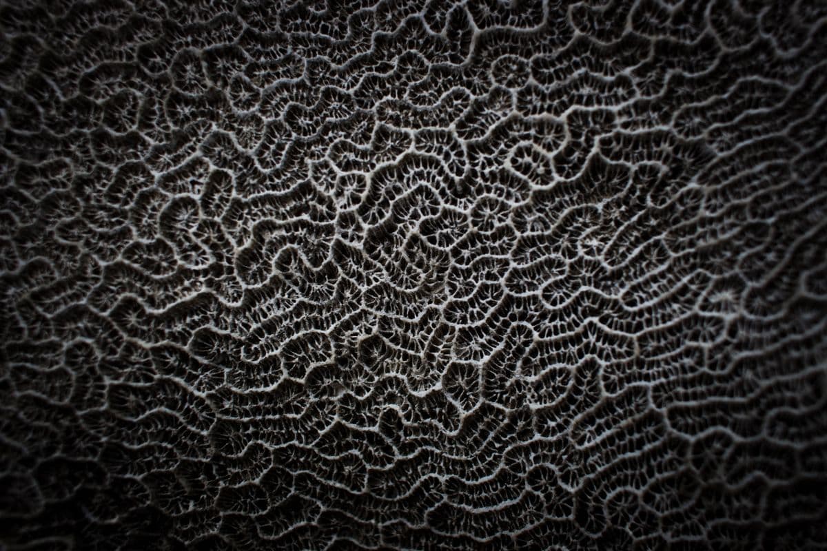 Close-up of textured horn and bone material