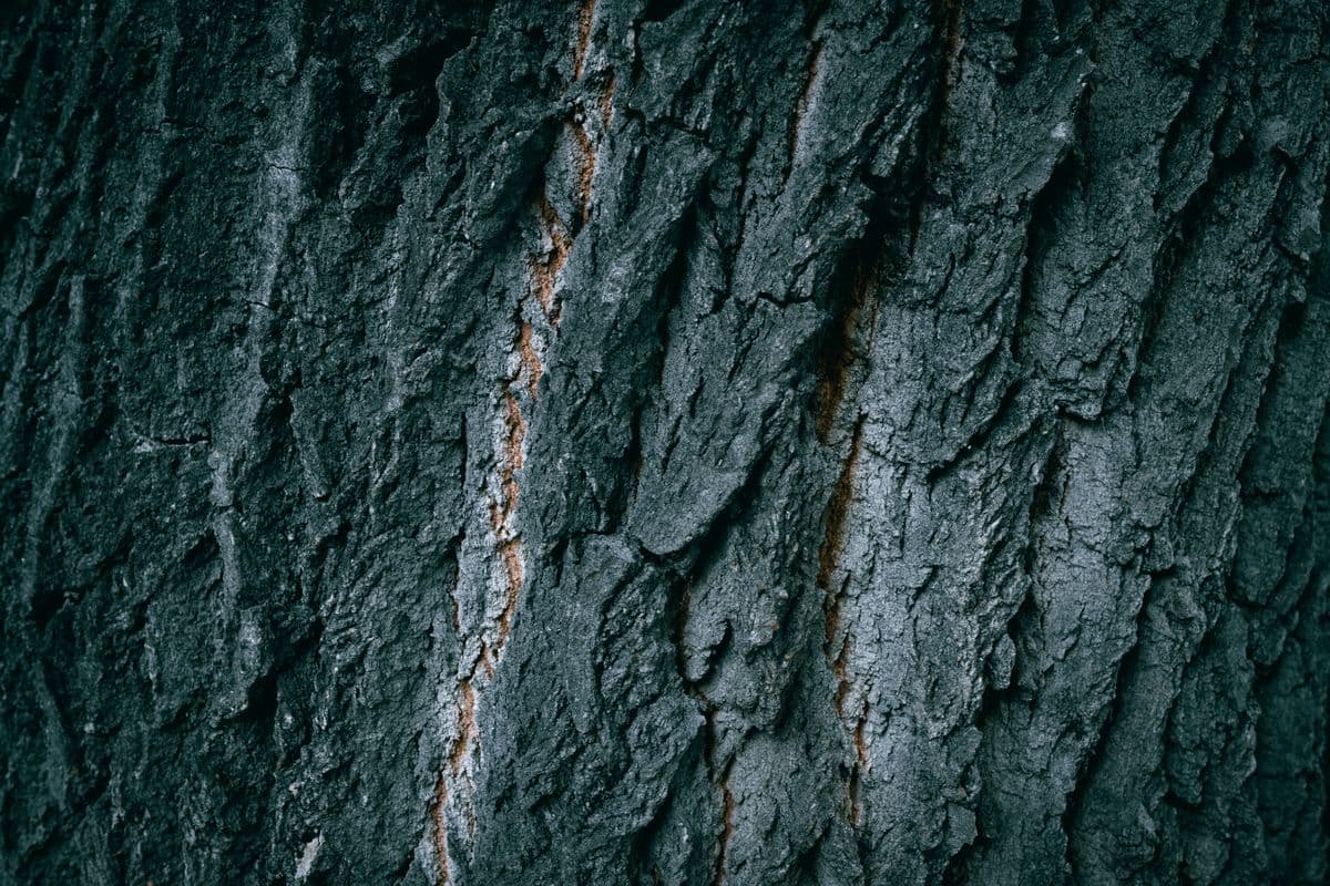Close-up of weathered wood grain texture